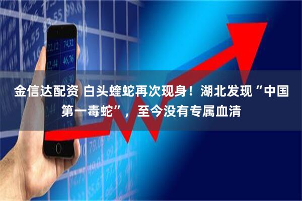 金信达配资 白头蝰蛇再次现身！湖北发现“中国第一毒蛇”，至今没有专属血清